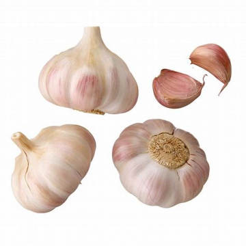 Wholesale New Red Garlic Seeds Price